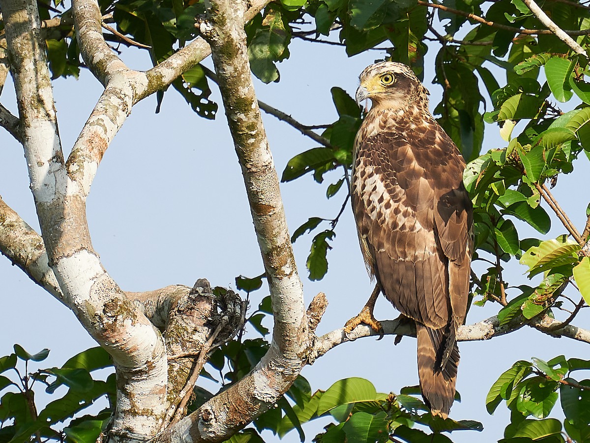 Crested Serpent-Eagle - Raghavendra  Pai