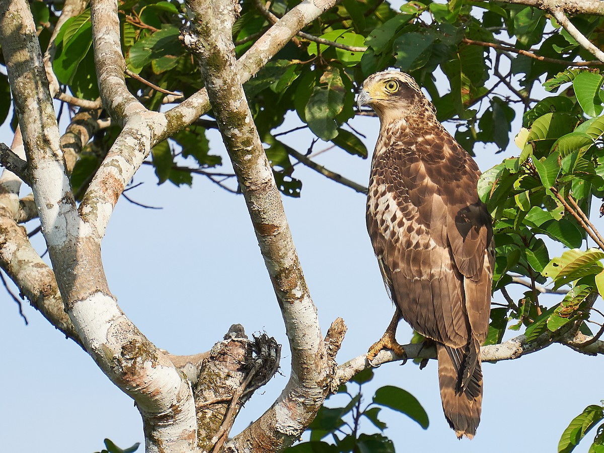 Crested Serpent-Eagle - ML310704741