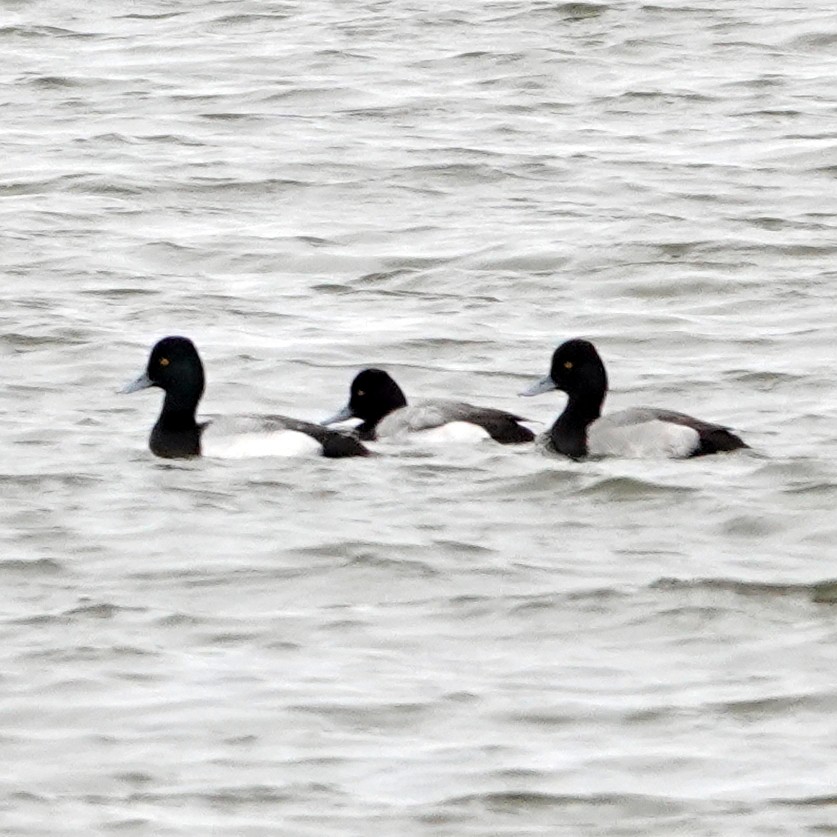 Greater Scaup - ML310710211