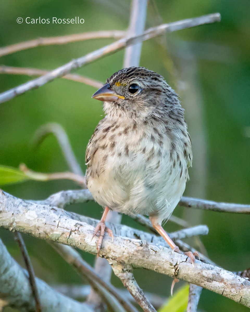 Grassland Sparrow - ML310711401
