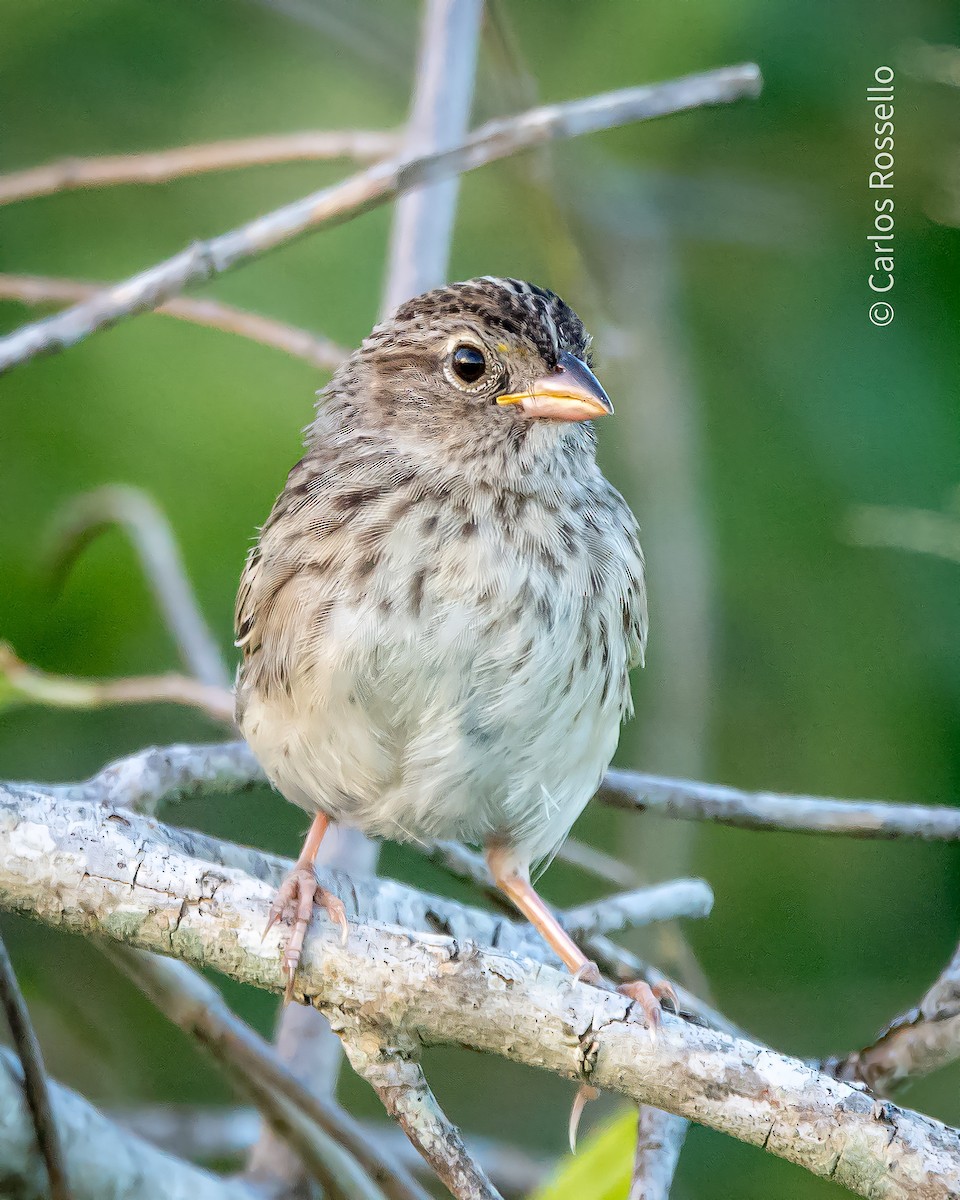 Grassland Sparrow - ML310711411