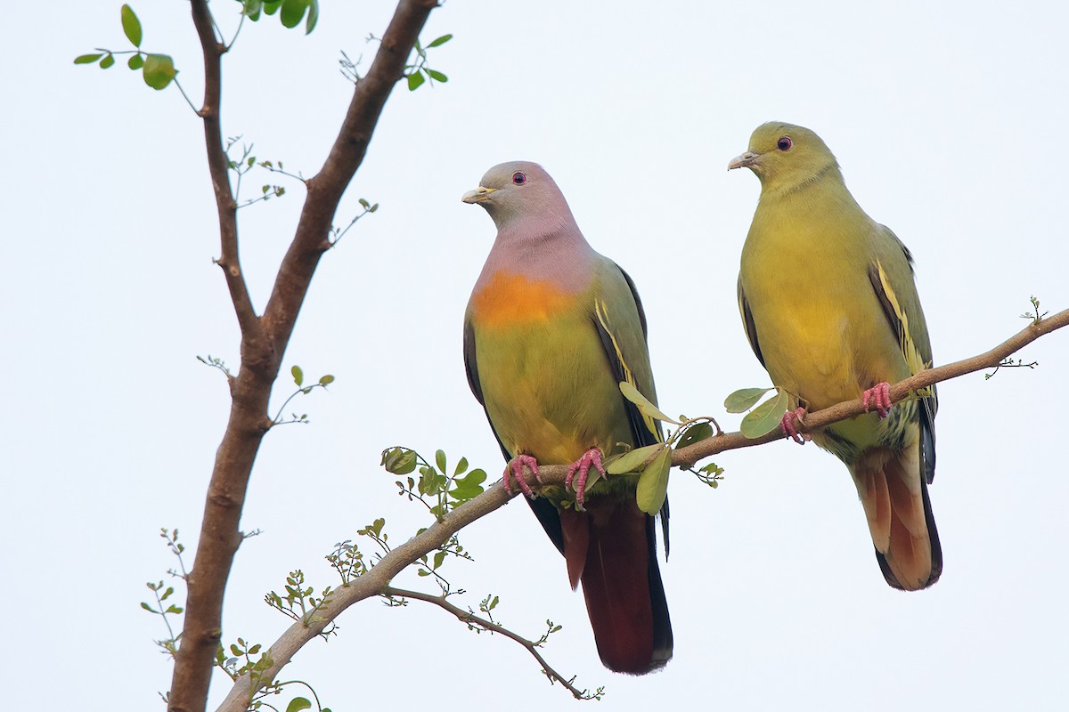 Pink-necked Green-Pigeon - ML310716391