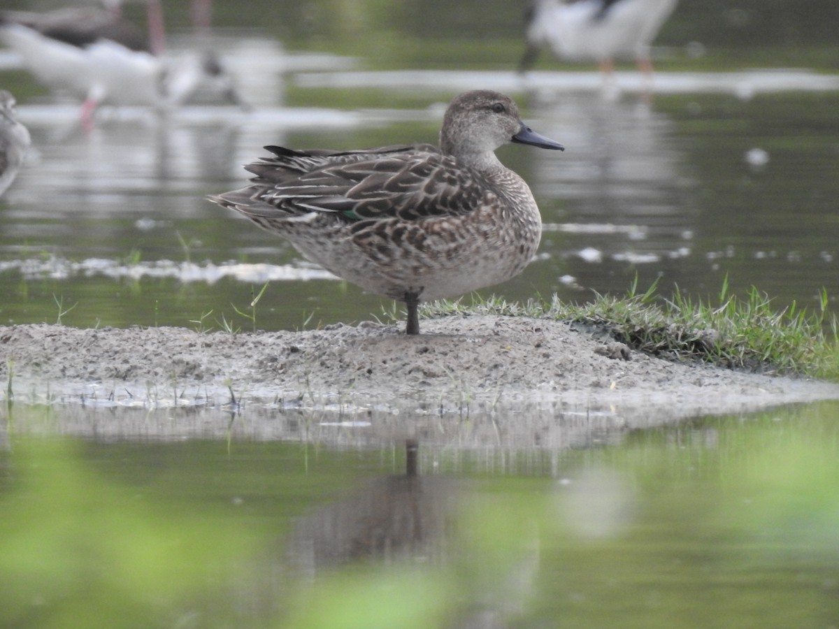 Green-winged Teal - ML310720931