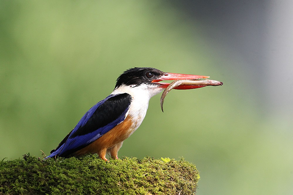 Black-capped Kingfisher - Peter Han