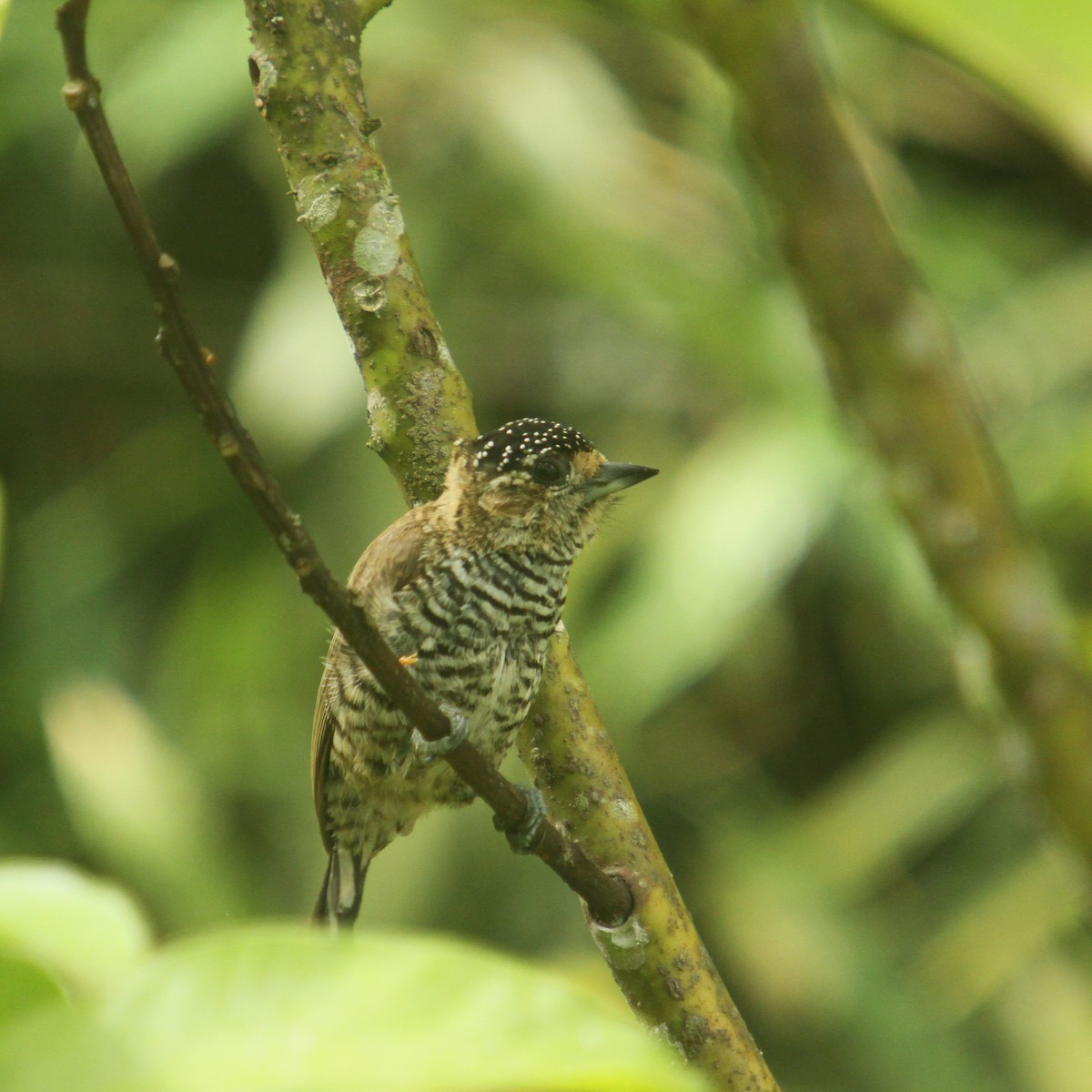 White-barred Piculet - ML310725091