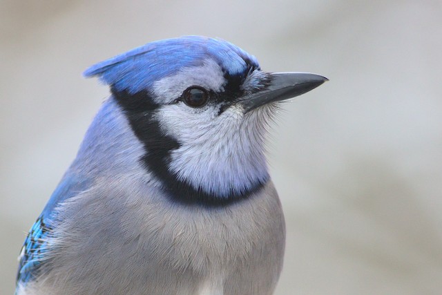 Blue Jay - Vermont eBird