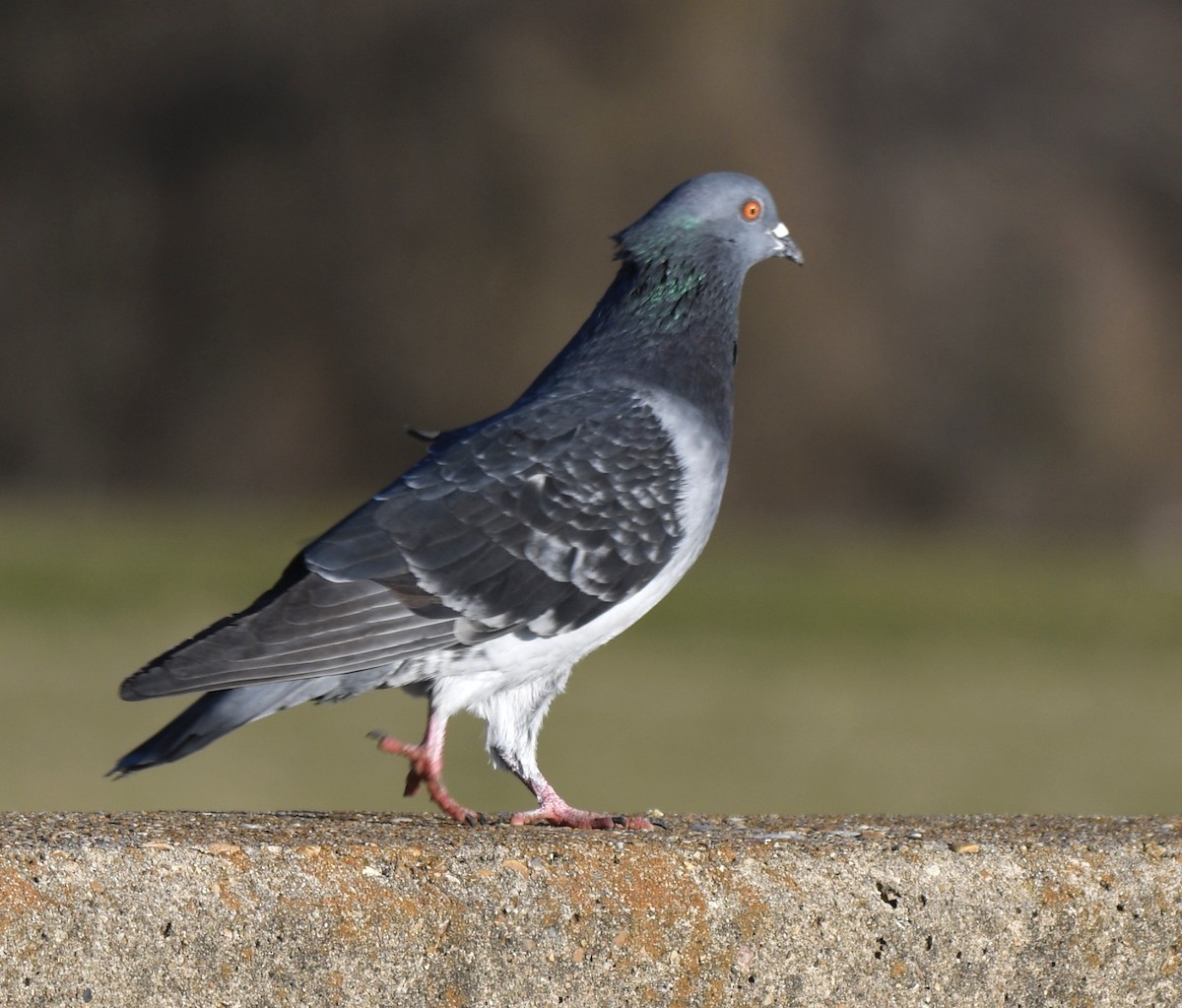 Rock Pigeon (Feral Pigeon) - ML310729211