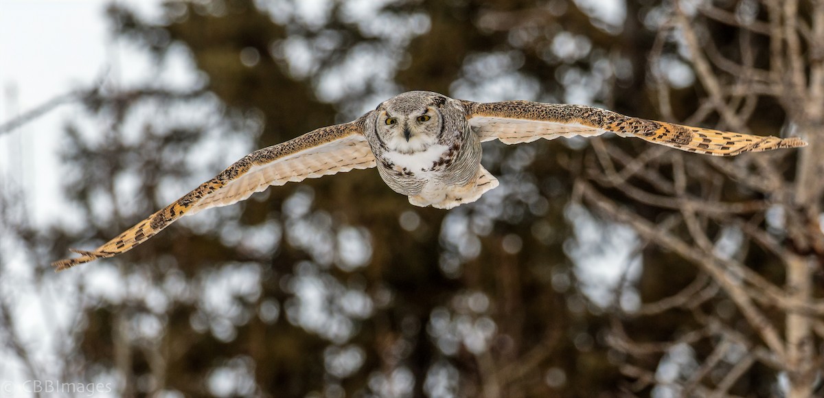 Great Horned Owl - ML310732181