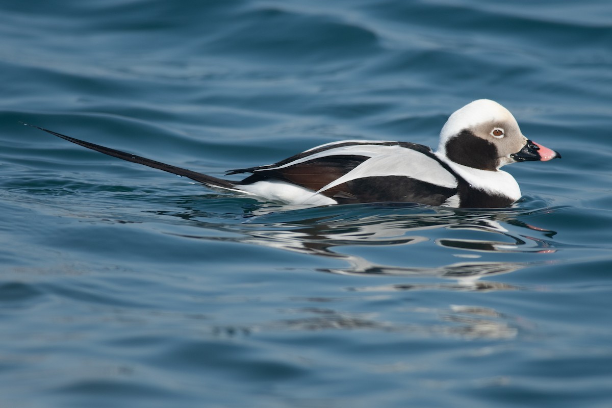 Long-tailed Duck - ML310733241