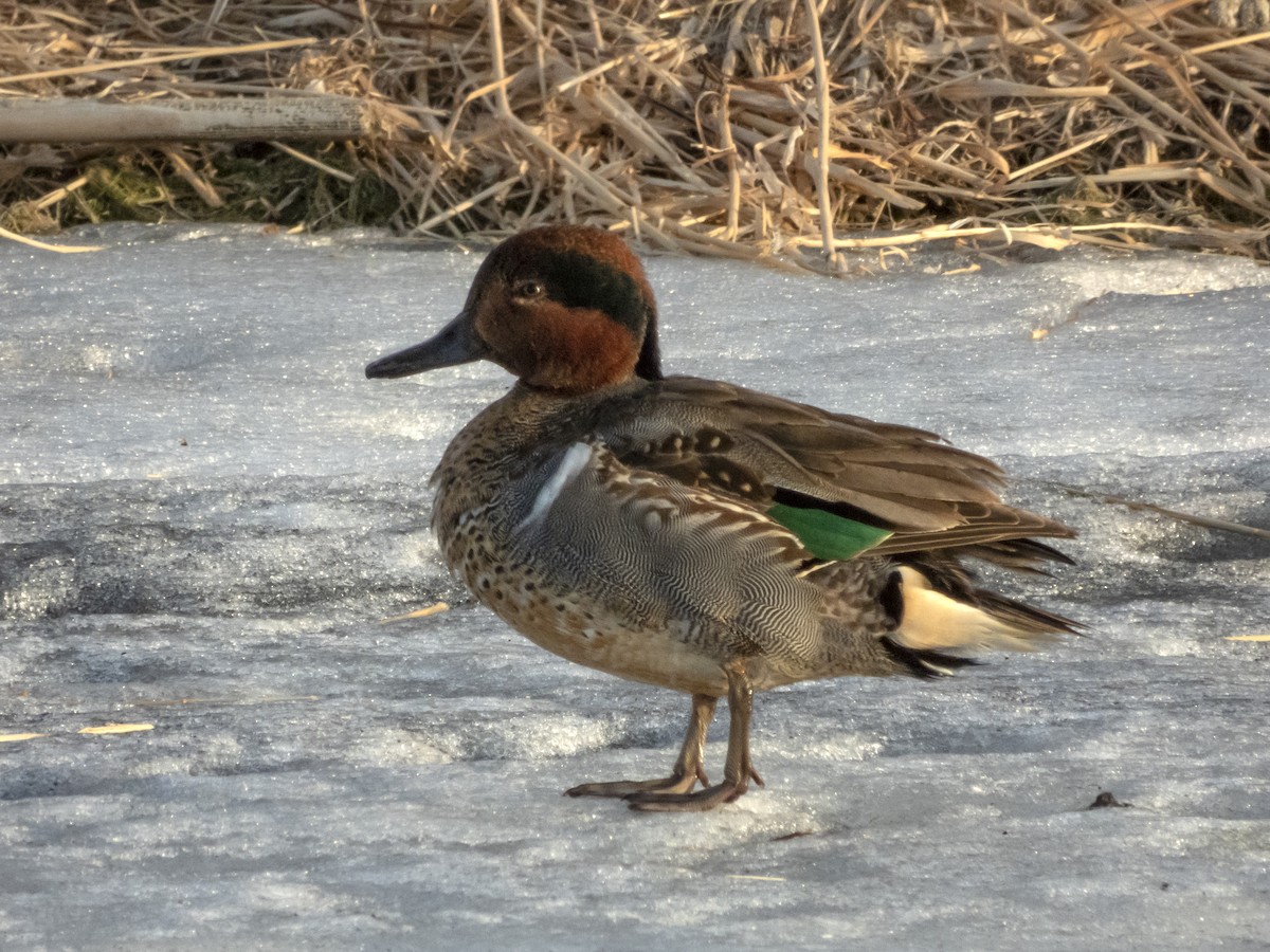 Green-winged Teal - ML310733881