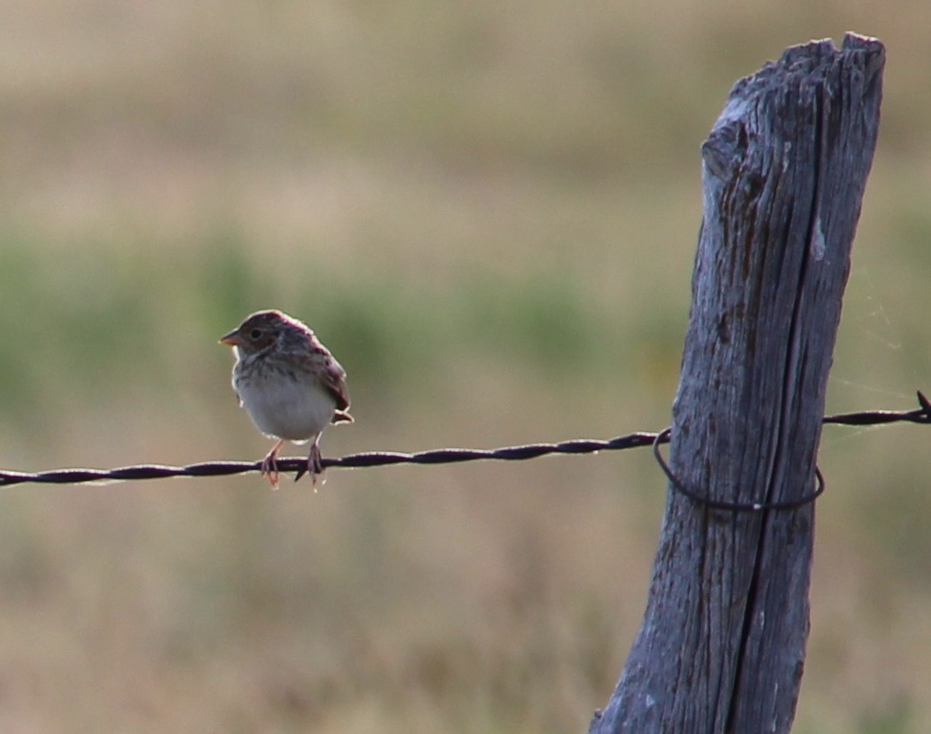 Grasshopper Sparrow - ML31073541