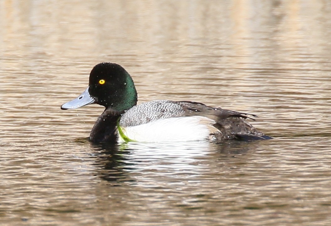 Greater Scaup - ML310736451