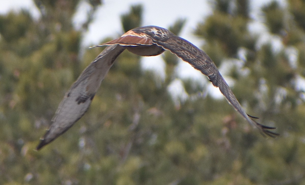 eBird Checklist 23 Feb 2021 Fort Hill, Eastham 20 species