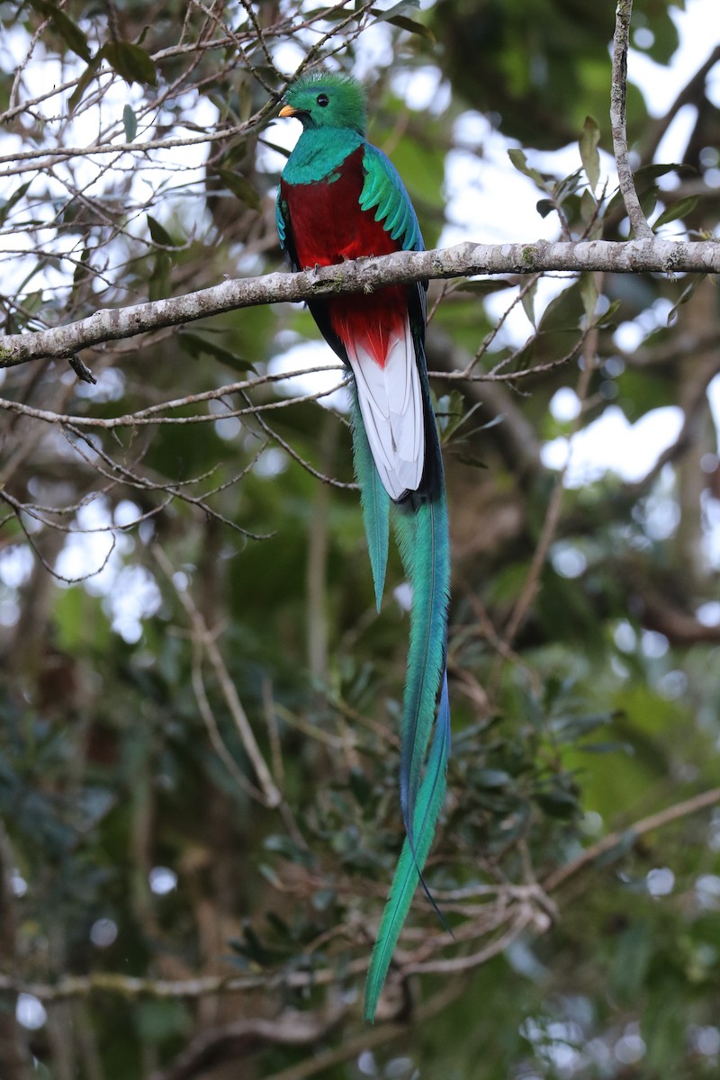 Quetzal Guatemalteco - ML310738731