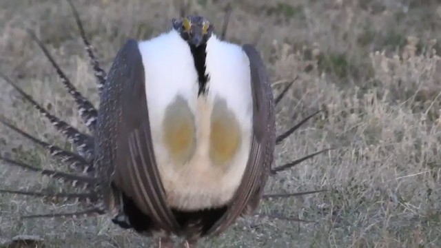 Greater Sage-Grouse - ML310739801