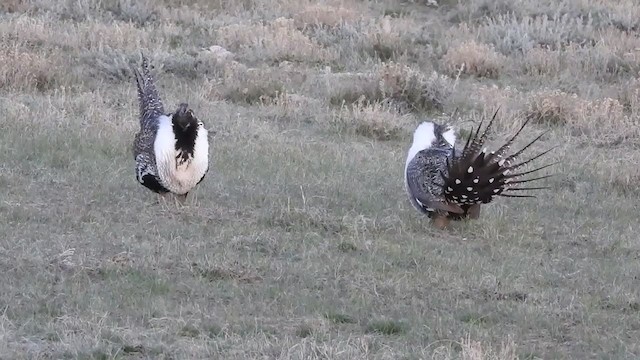 Greater Sage-Grouse - ML310739921
