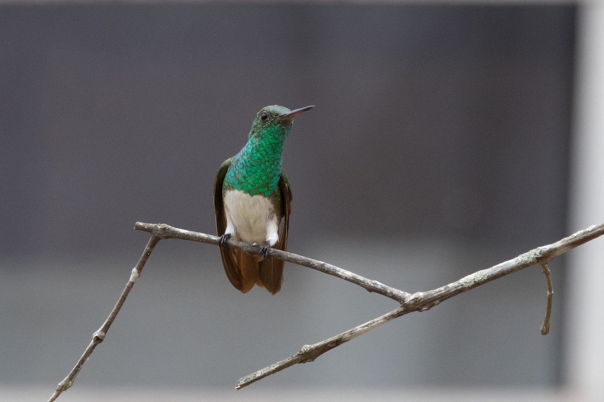 Snowy-bellied Hummingbird - Peter Hellman