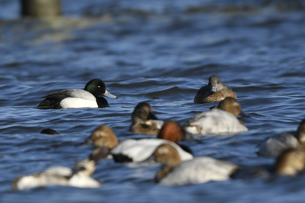 Greater Scaup - Jonathan Irons