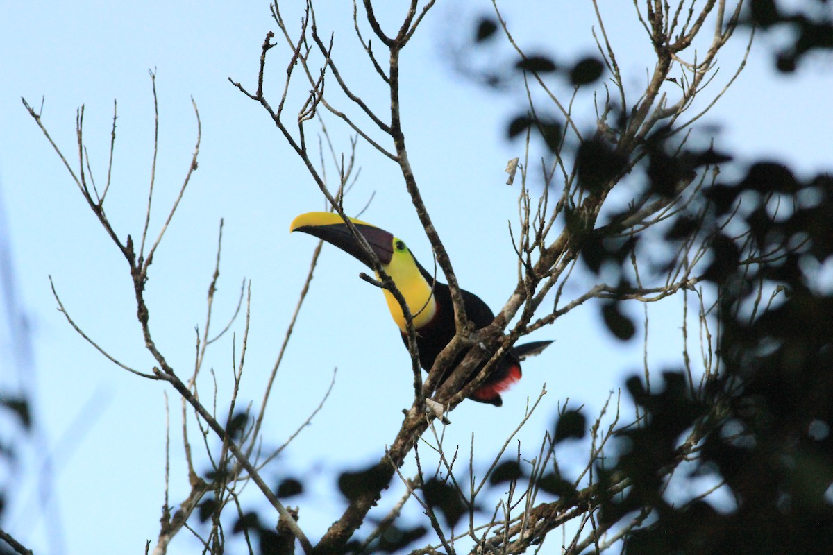 Yellow-throated Toucan (Chestnut-mandibled) - Thad Roller