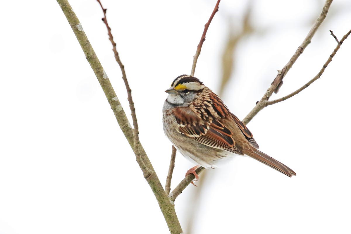 White-throated Sparrow - David Lang
