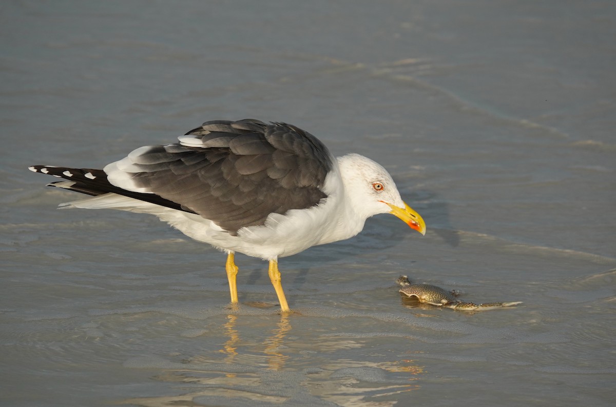 Lesser Black-backed Gull - Kathryn Young