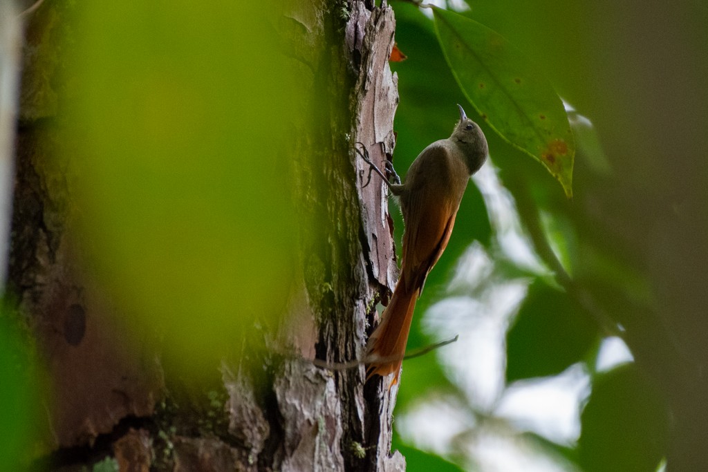 Olivaceous Woodcreeper - Terry Liddell