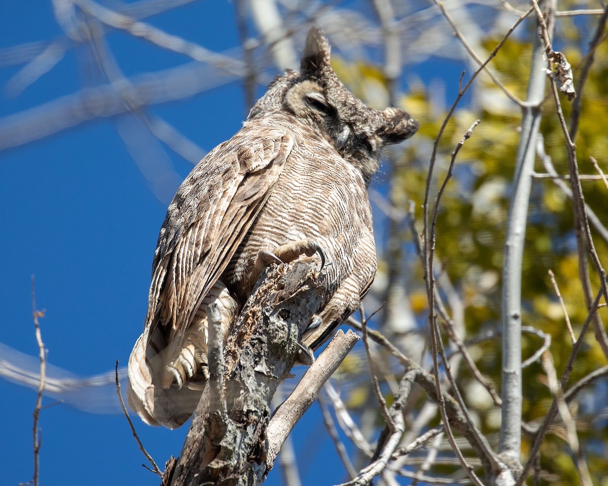Great Horned Owl - ML310759311
