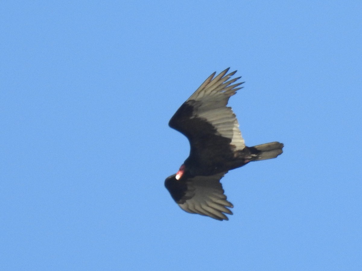 Turkey Vulture (Northern) - ML310759451