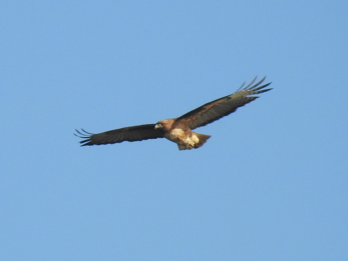 Red-tailed Hawk (calurus/alascensis) - ML310759991