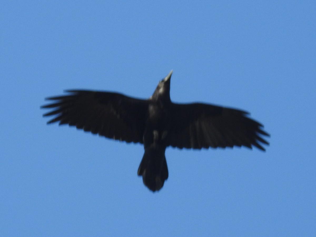 Common Raven - ML310760181