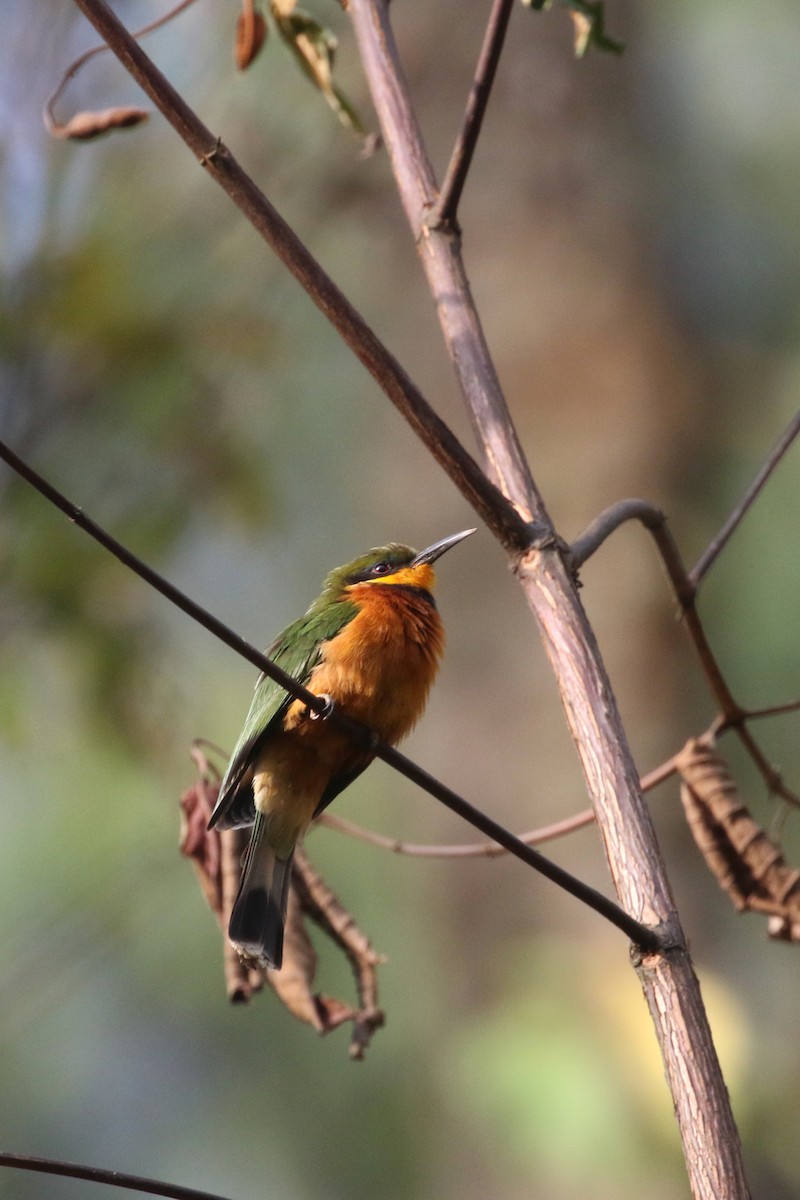 Cinnamon-chested Bee-eater - Daniel Branch