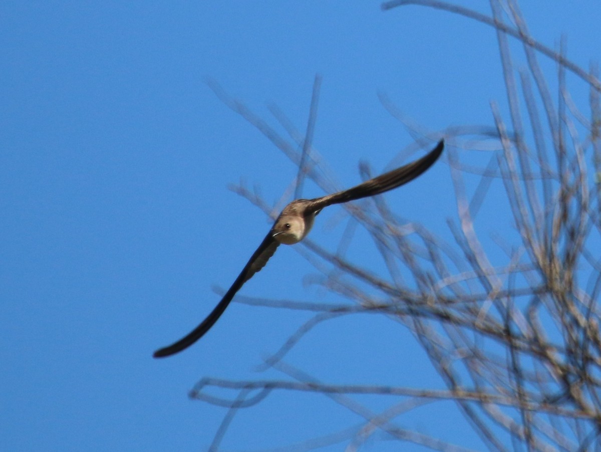 Northern Rough-winged Swallow - ML310765061