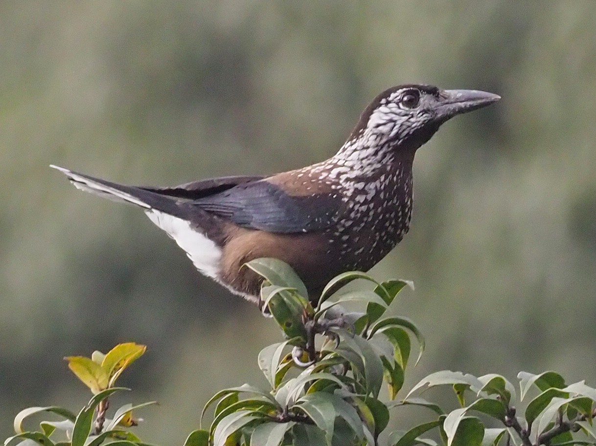 Eurasian Nutcracker - Stephan Lorenz