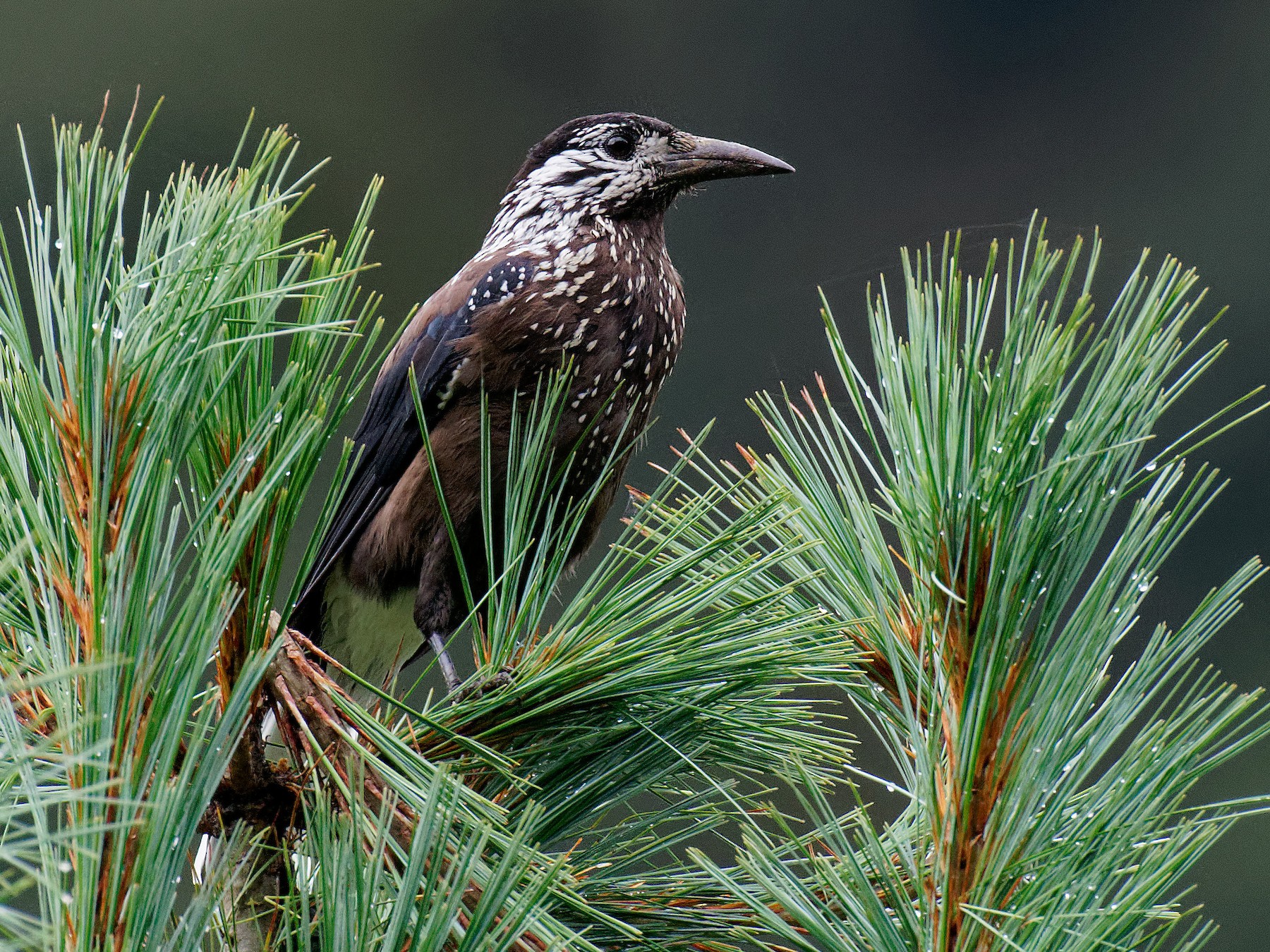 Eurasian Nutcracker - Vincent Wang