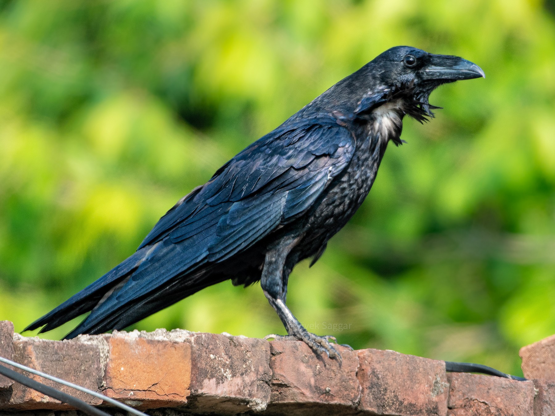 Common Raven - Vivek Saggar