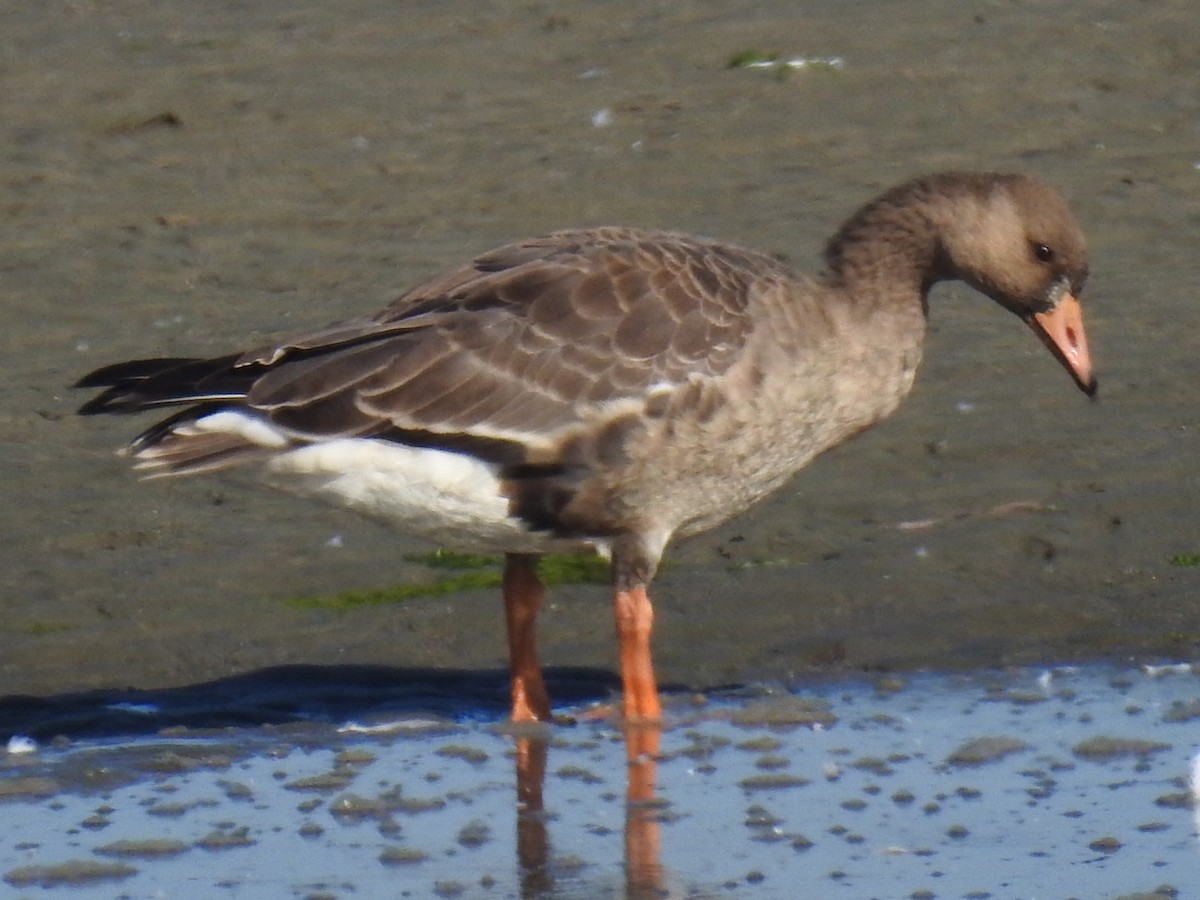 Greater White-fronted Goose - ML310776281