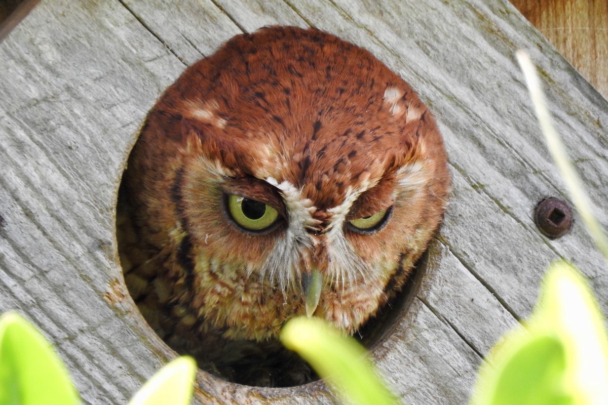 Eastern Screech-Owl - Florida Birder