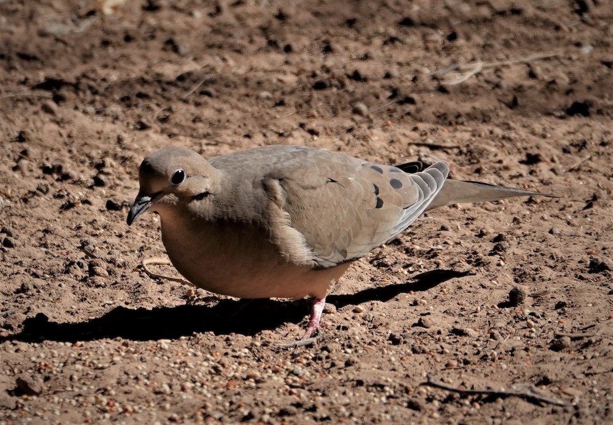 Mourning Dove - Paul Evans