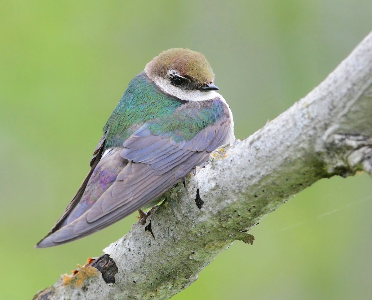 Violet-green Swallow - ML310782371