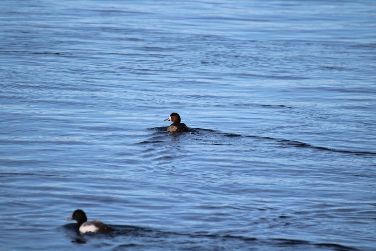 Greater Scaup - ML310783131