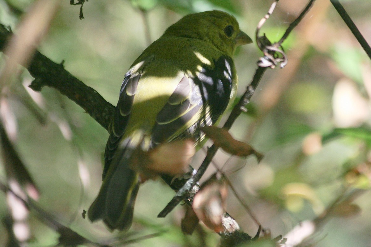 Scarlet Tanager - ML310786821