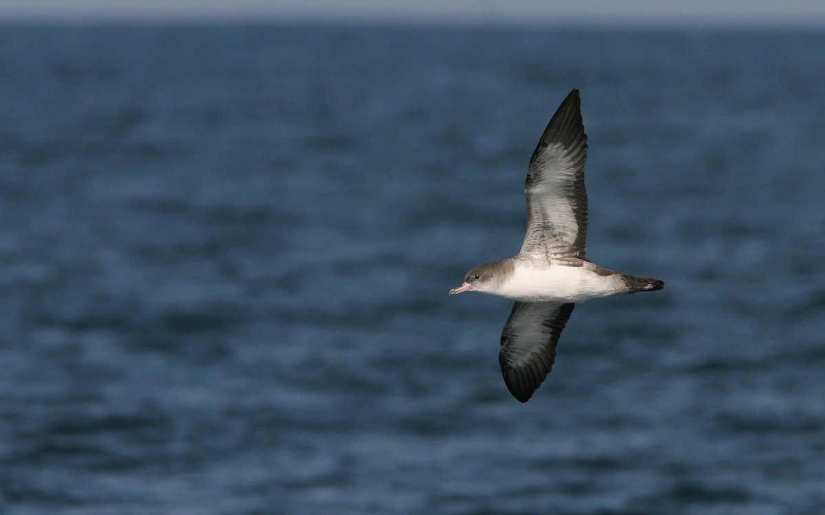 Pink-footed Shearwater - ML310789721
