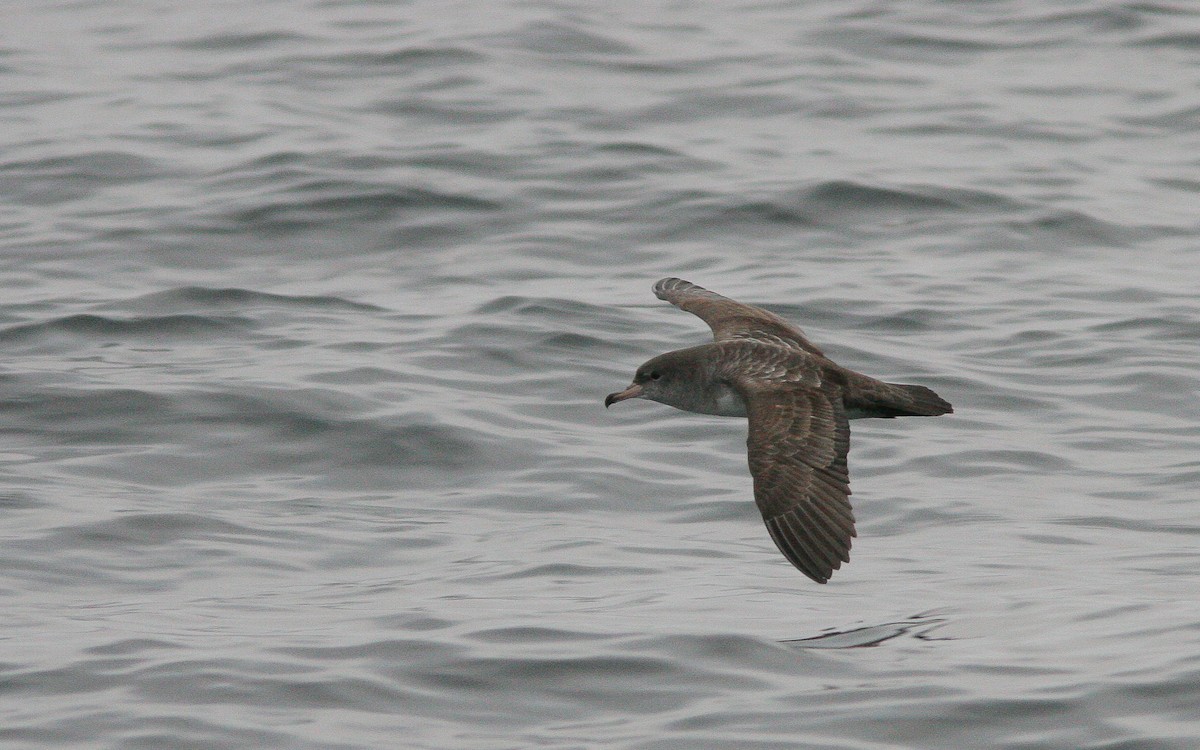 Pink-footed Shearwater - ML310789731