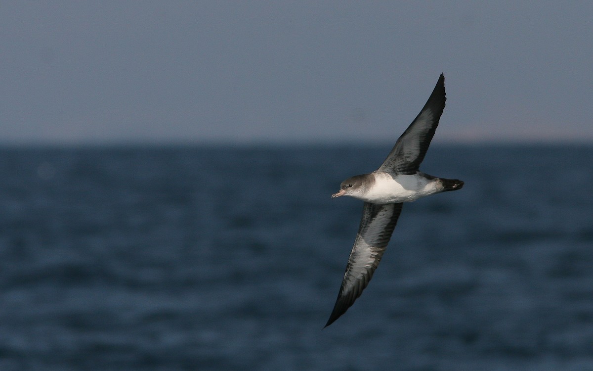 Pink-footed Shearwater - ML310789741