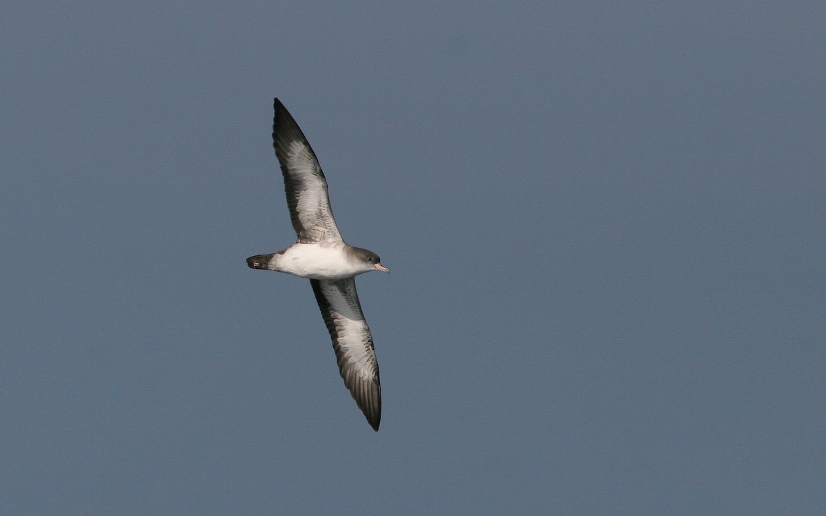 Pink-footed Shearwater - ML310789751