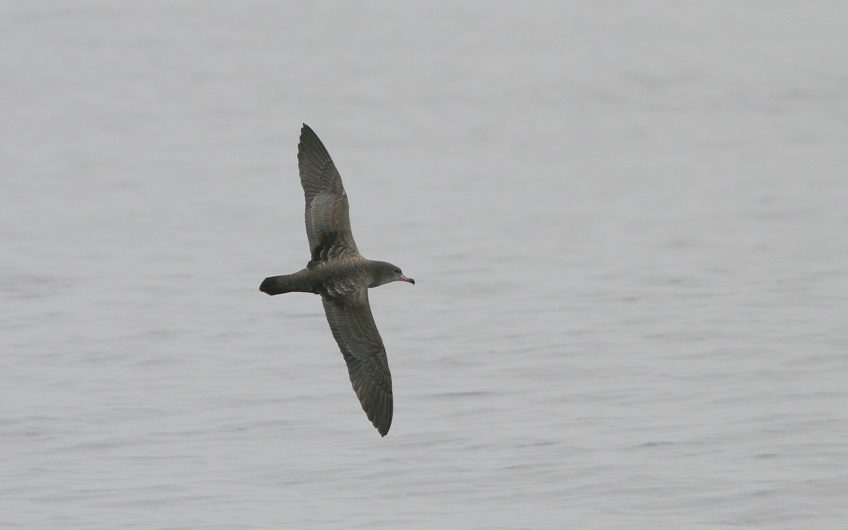 Pink-footed Shearwater - ML310789761