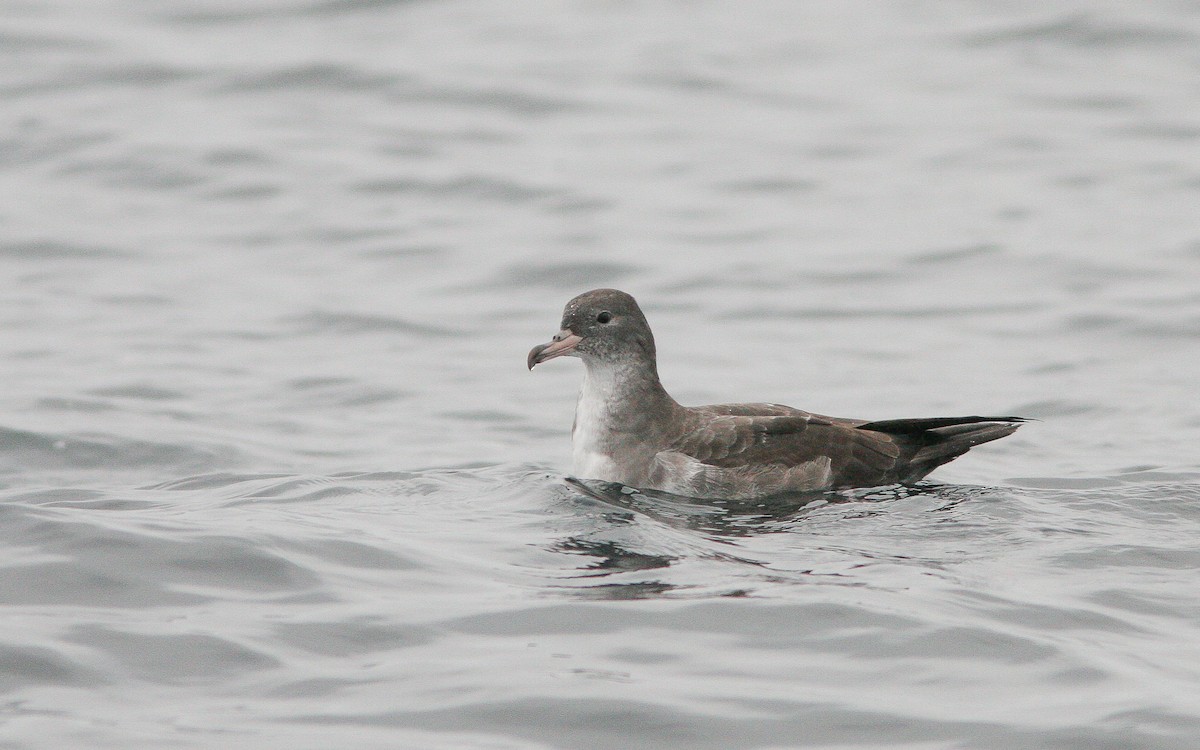Pink-footed Shearwater - ML310791161