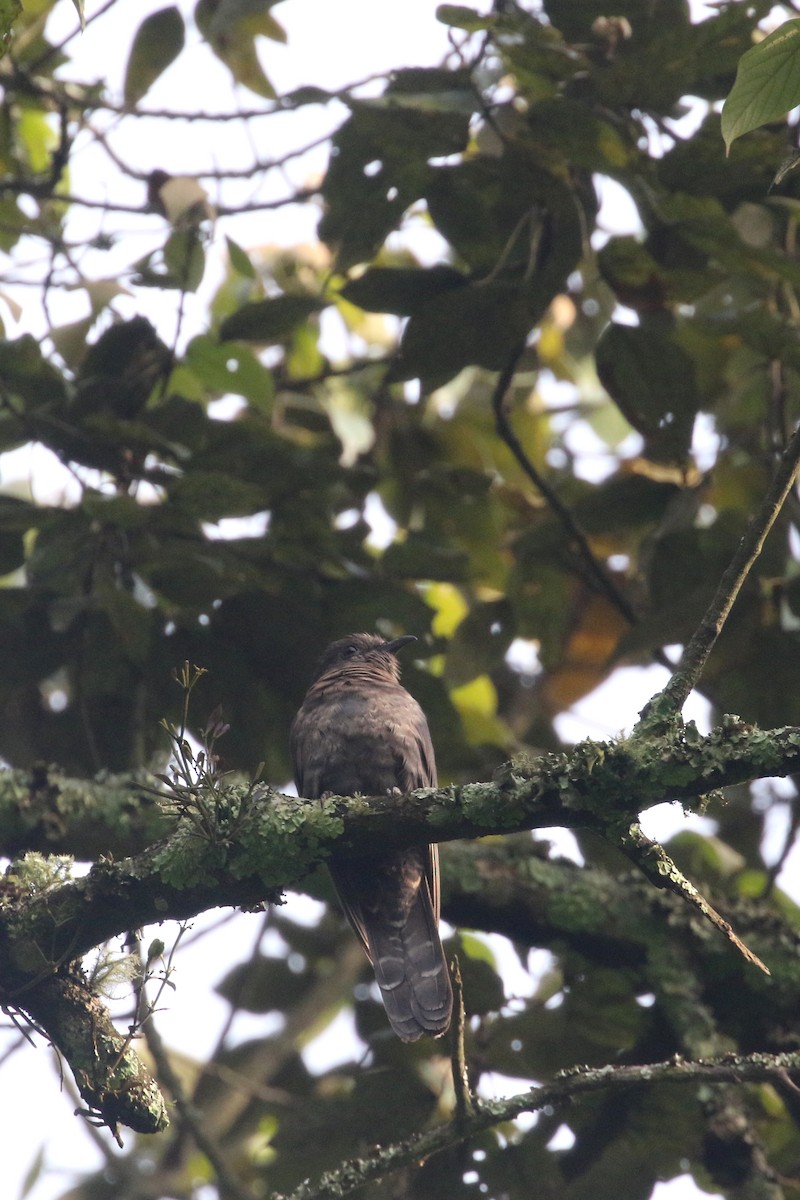 Black Cuckoo (Rufous-throated) - Daniel Branch