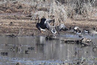Greater White-fronted Goose, ML310797681
