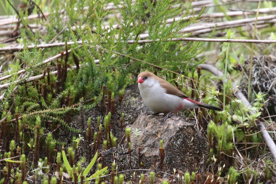 Fawn-breasted Waxbill (Fawn-breasted) - eBird